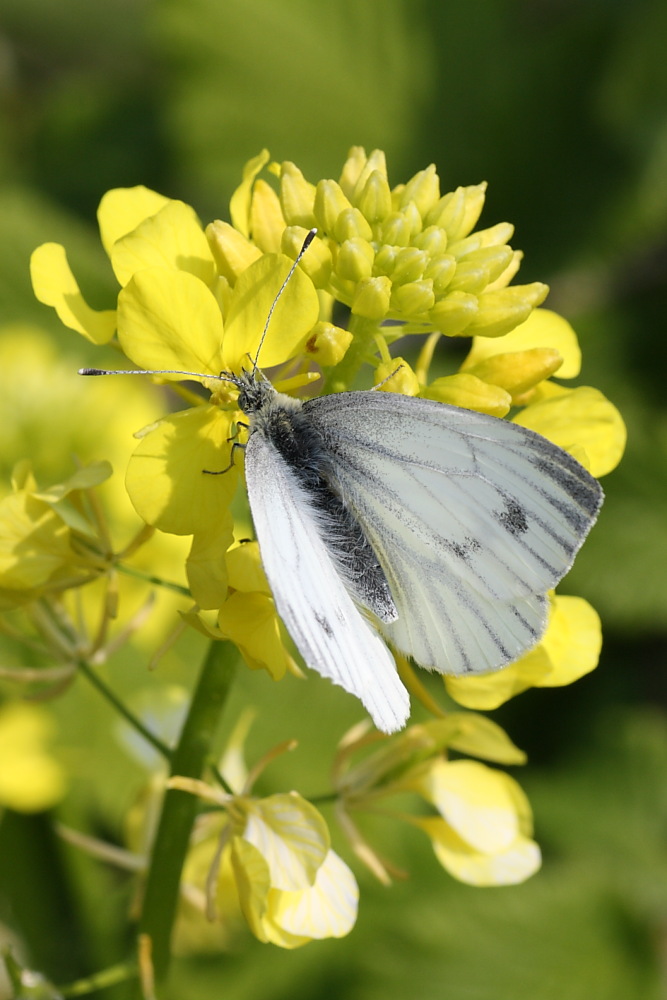 Pieris da identificare - Pieris napi