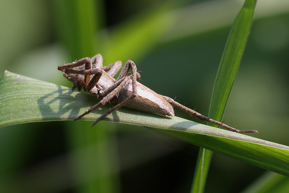 Pisaura sp.