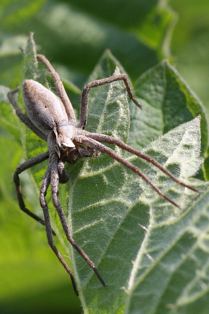 Pisaura sp.