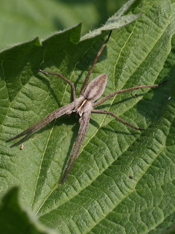 Pisaura sp.