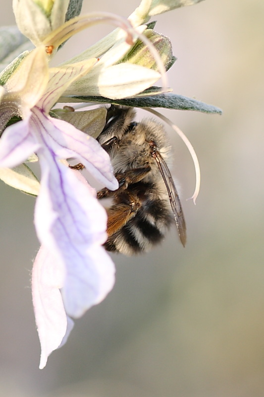 Anthophora dispar ?