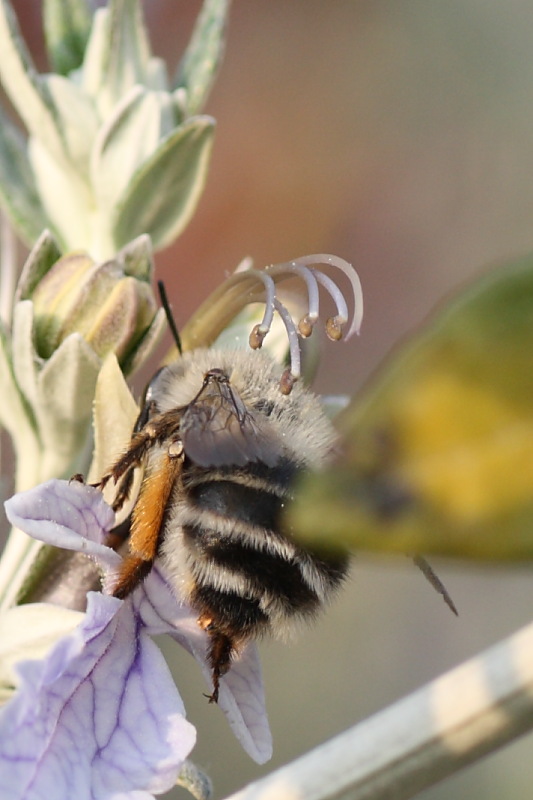 Anthophora dispar ?