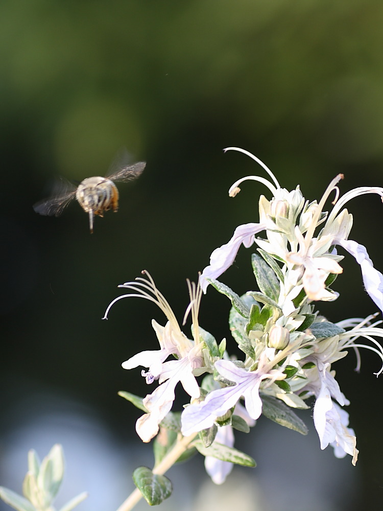 Anthophora dispar ?