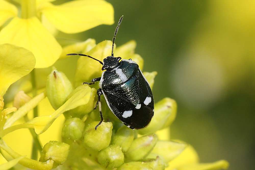 Eurydema oleracea ?