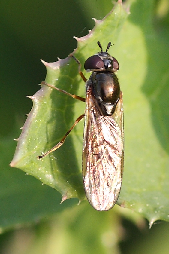 Melanostoma scalare F (Syrphidae)