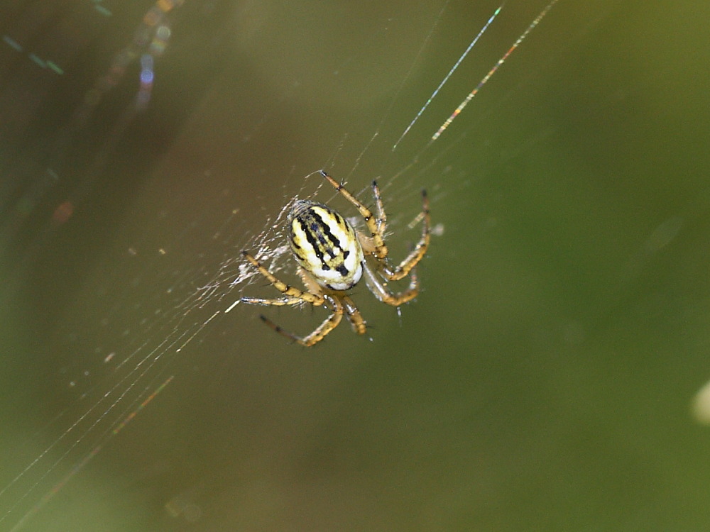 Mangora acalypha