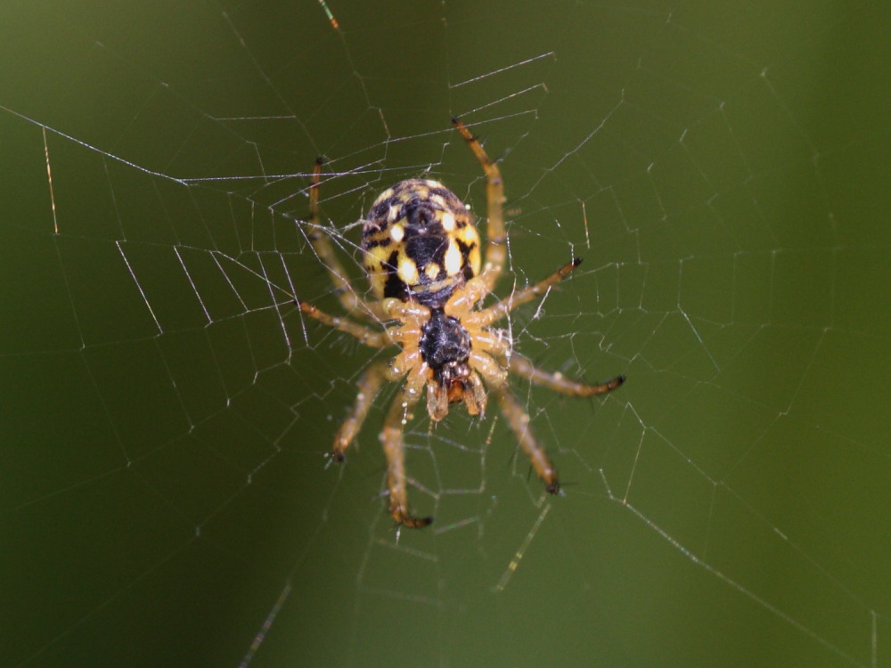 Mangora acalypha