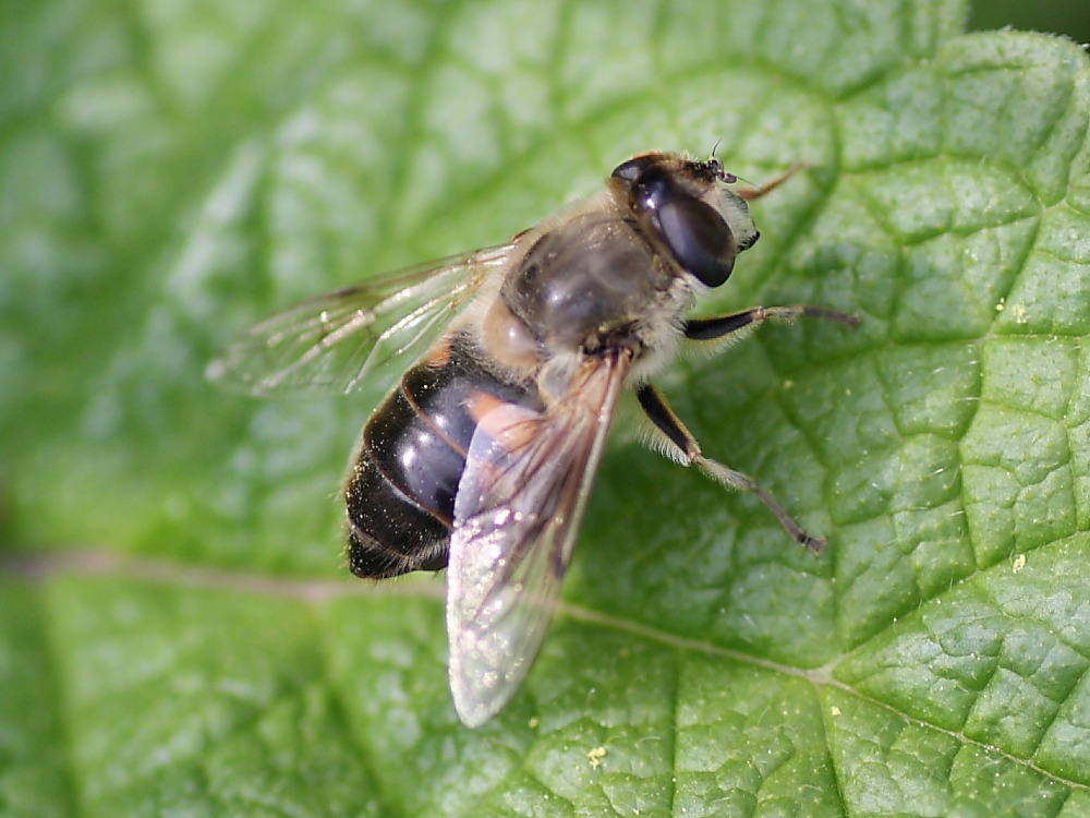 Eristalis ............ ?