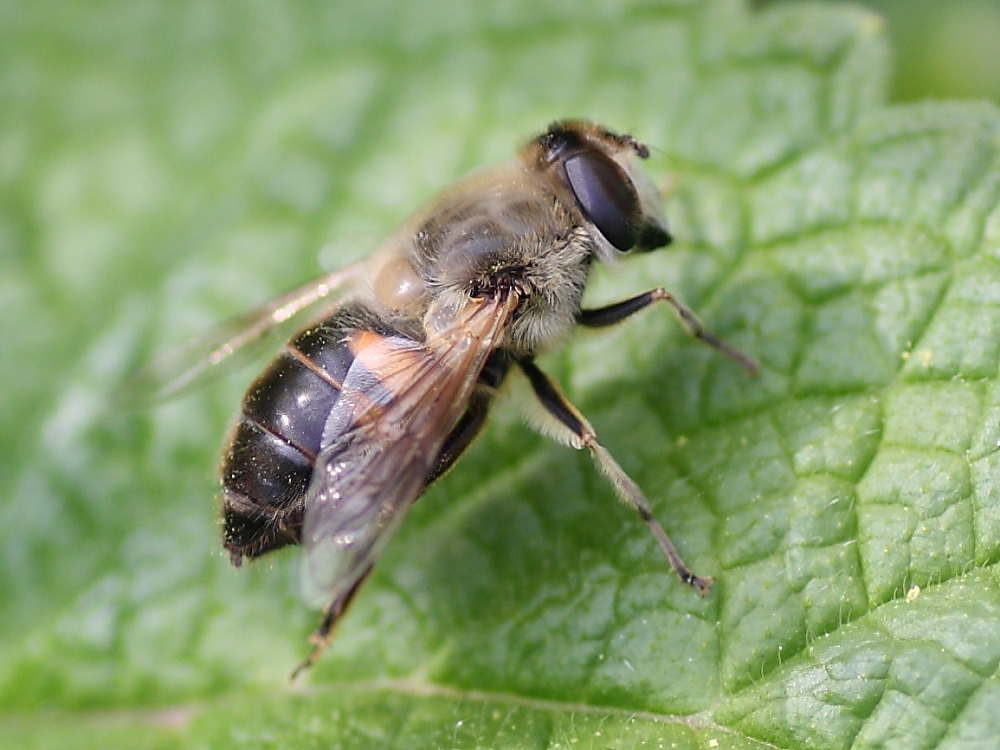 Eristalis ............ ?