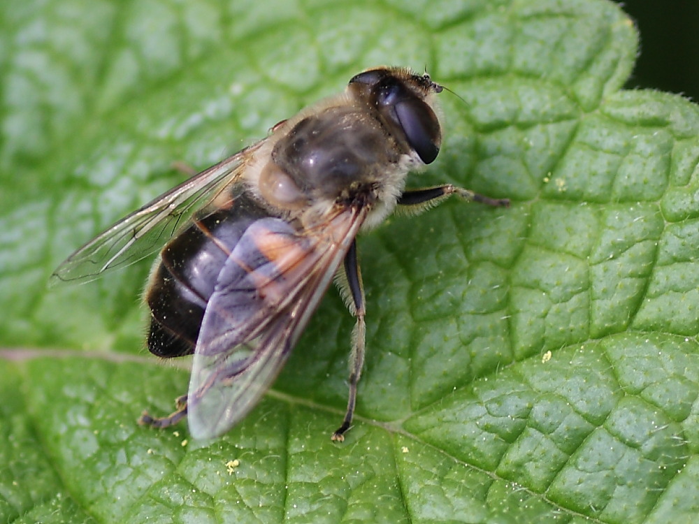 Eristalis ............ ?