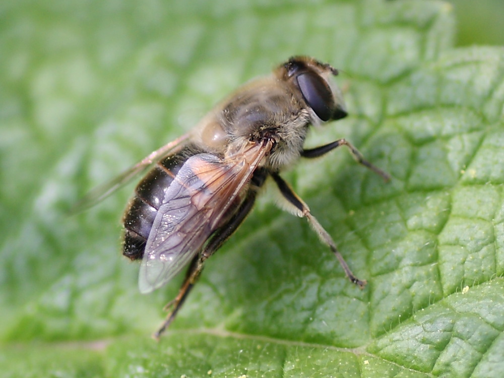 Eristalis ............ ?