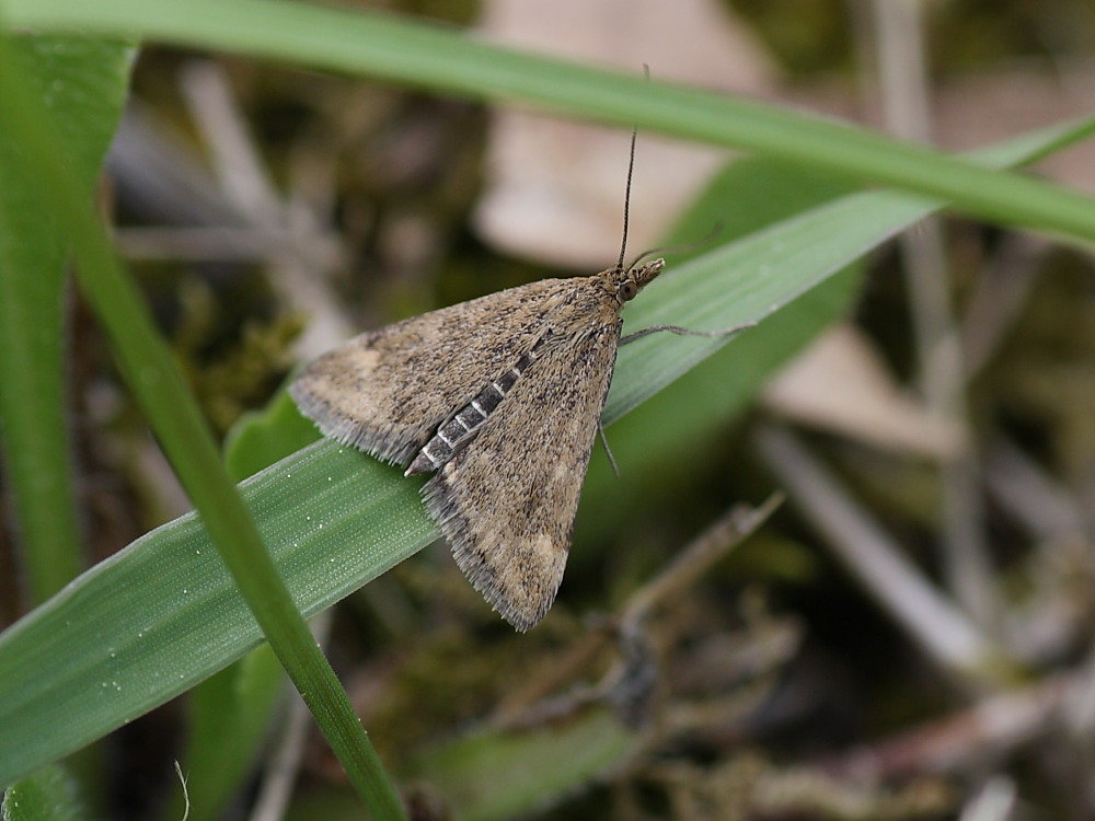 Da identificare - Pyrausta despicata