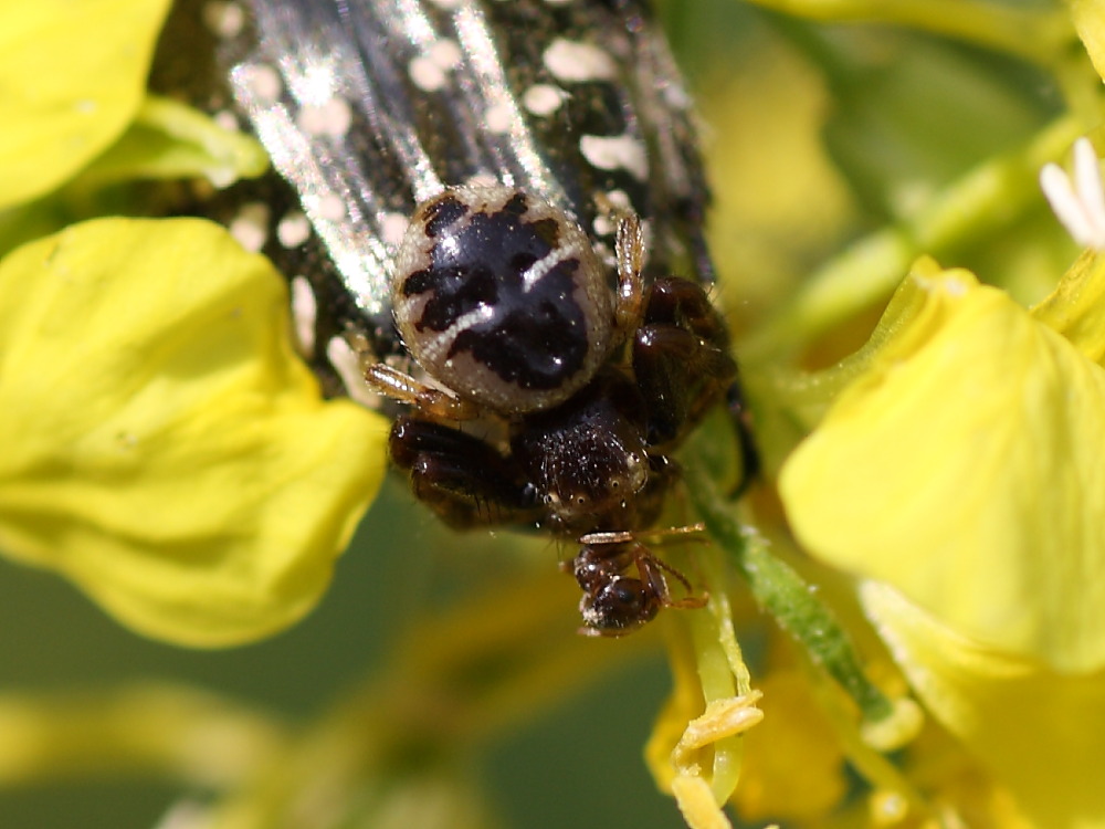 Synema globosum