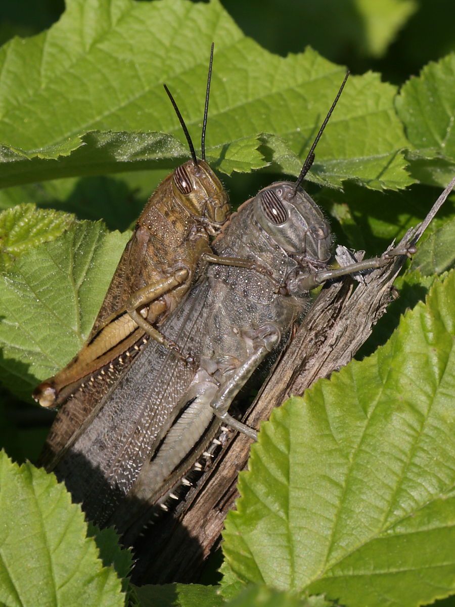 Coppia di Anacridium aegyptium