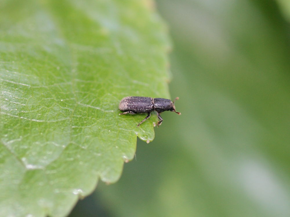 Piccolo coleottero da identificare