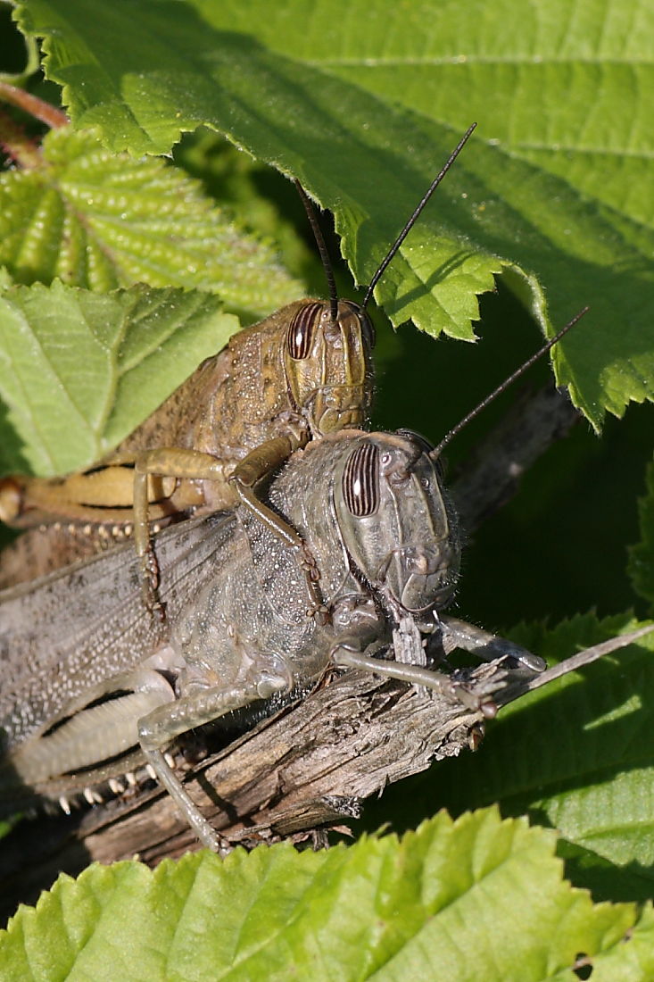 Coppia di Anacridium aegyptium