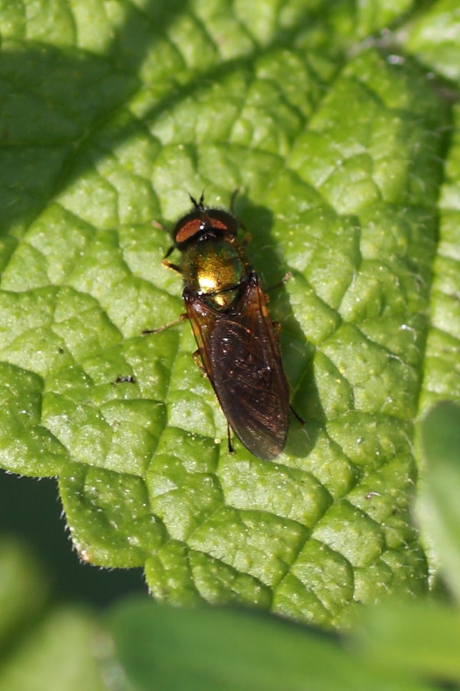 Chloromyia formosa (Stratiomyidae)