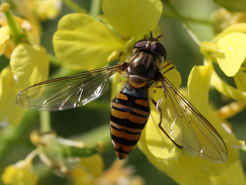 Episyrphus balteatus (Syrphidae)