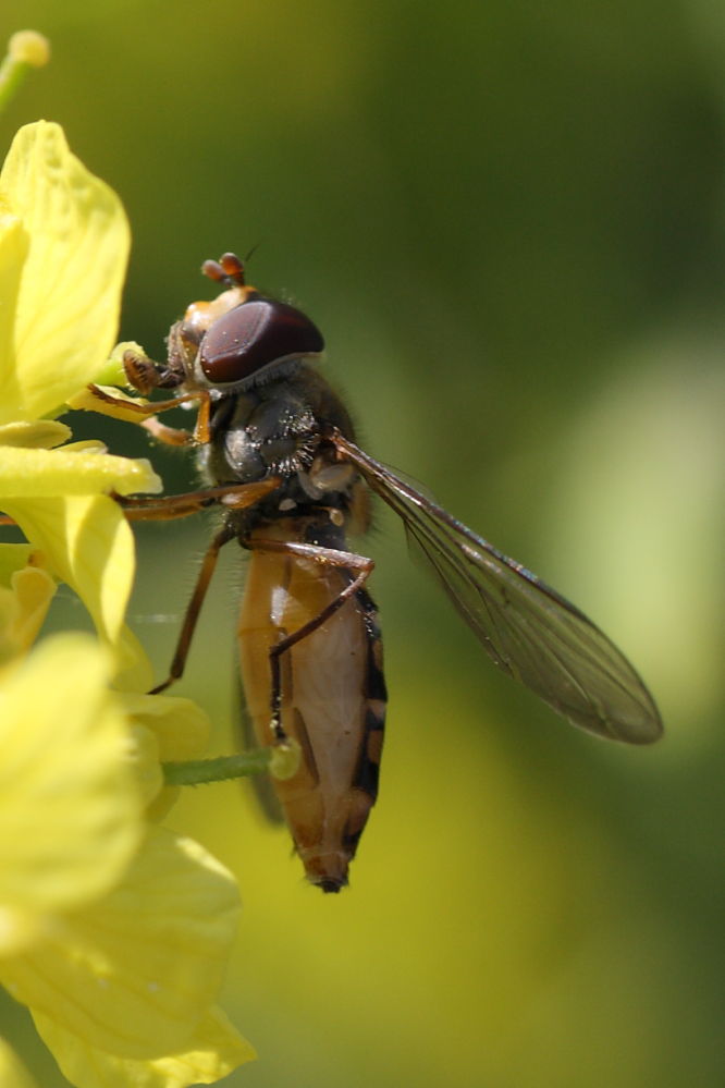 Episyrphus balteatus (Syrphidae)