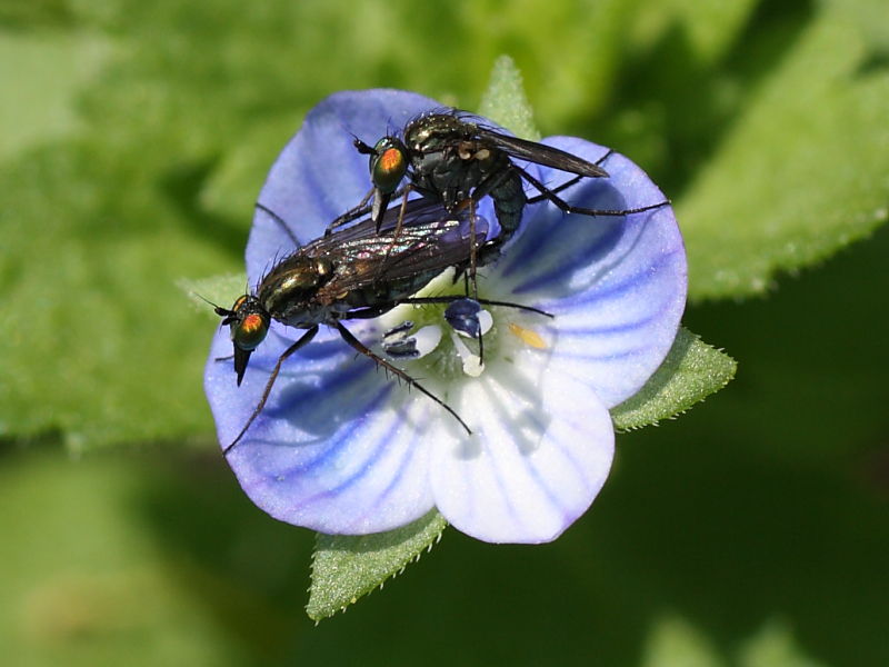 Dolichopodidae floricolo.