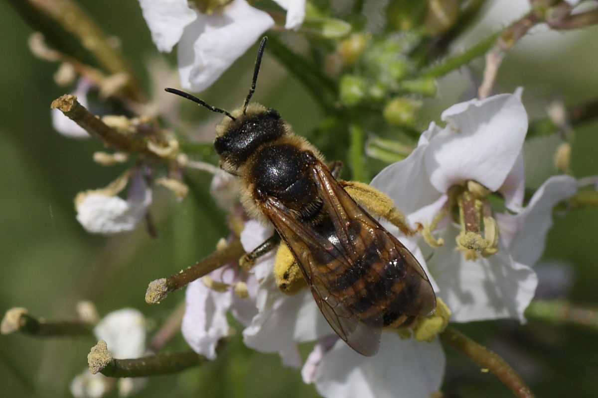 femmina di Apidae Halictinae:  Halictus sp.