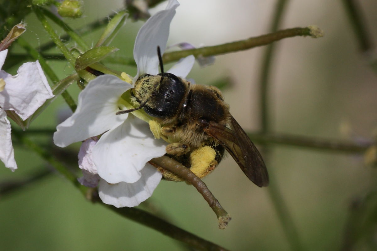 femmina di Apidae Halictinae:  Halictus sp.