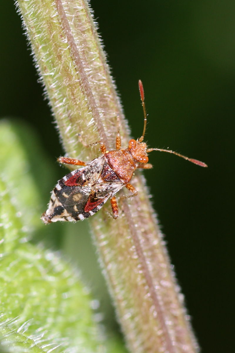 Rhopalidae: Rhopalus subrufus delle Marche