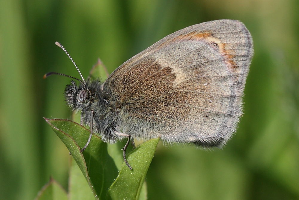 Maschio di Coenonympha pamphilus