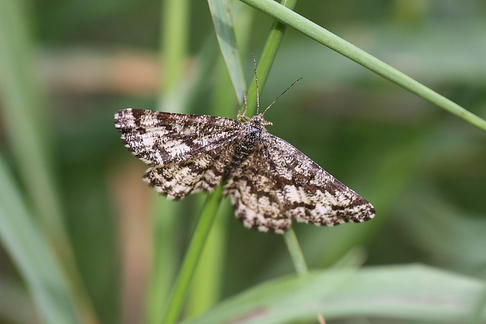 Da identificare - Ematurga atomaria (femmina)