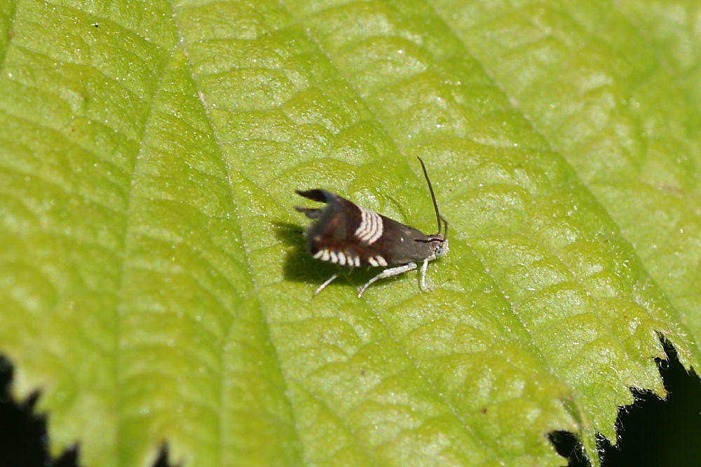 Da identificare - cf. Grapholita compositella