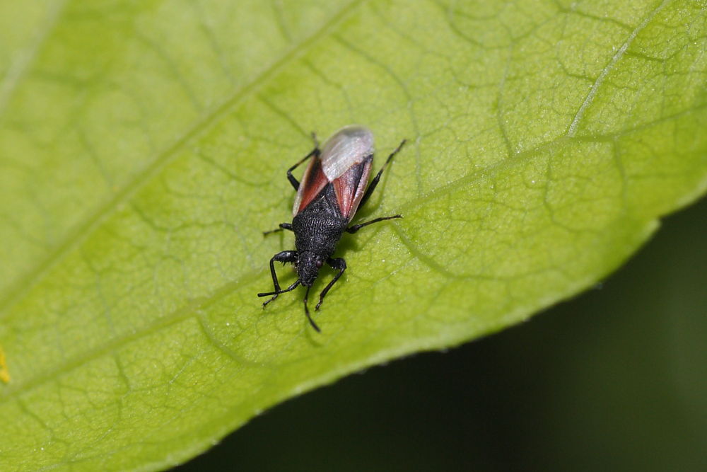 Agglomerazione di Oxycarenus lavaterae