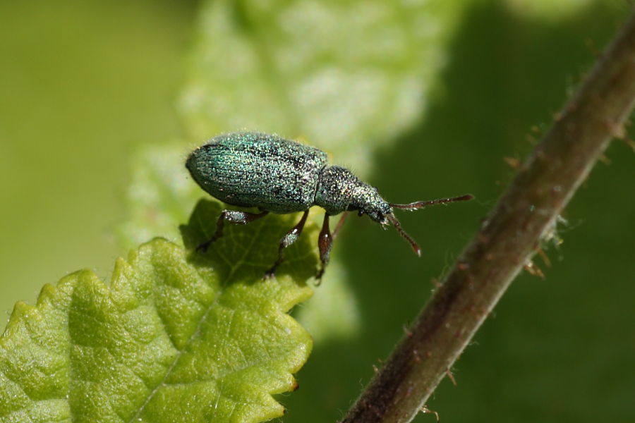 Phyllobius arborator?