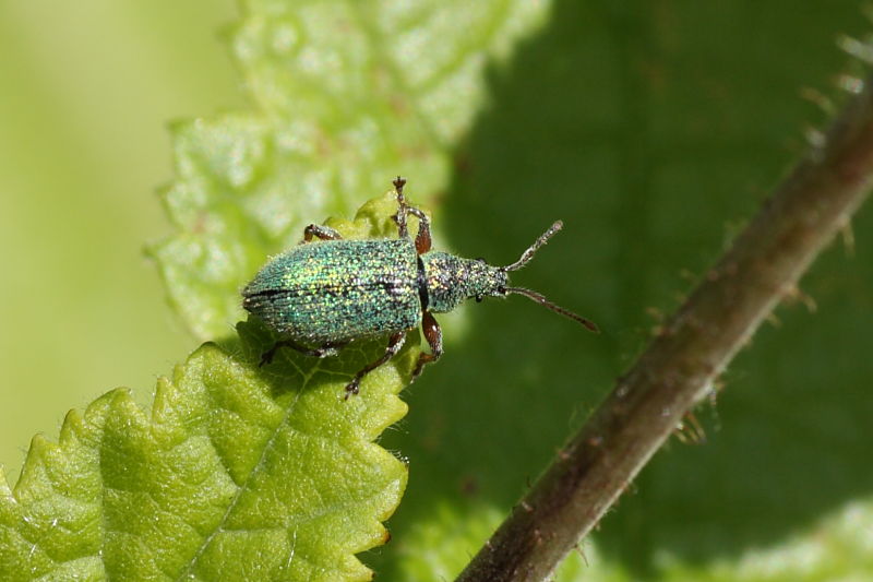 Phyllobius arborator?