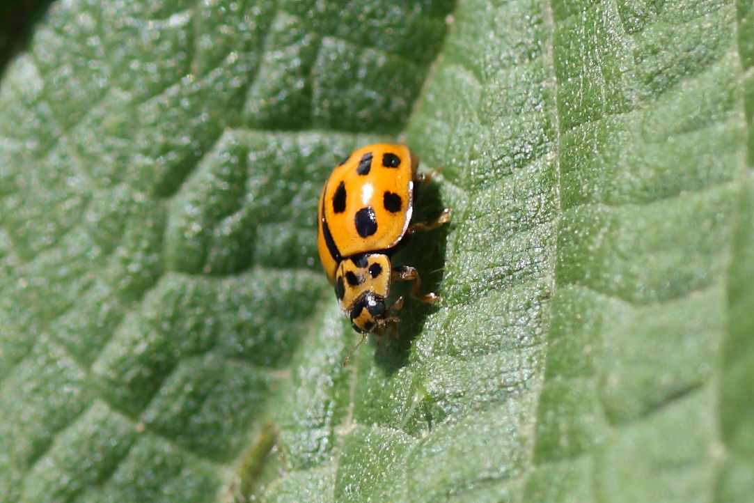 Propylea quatuordecimpunctata ?