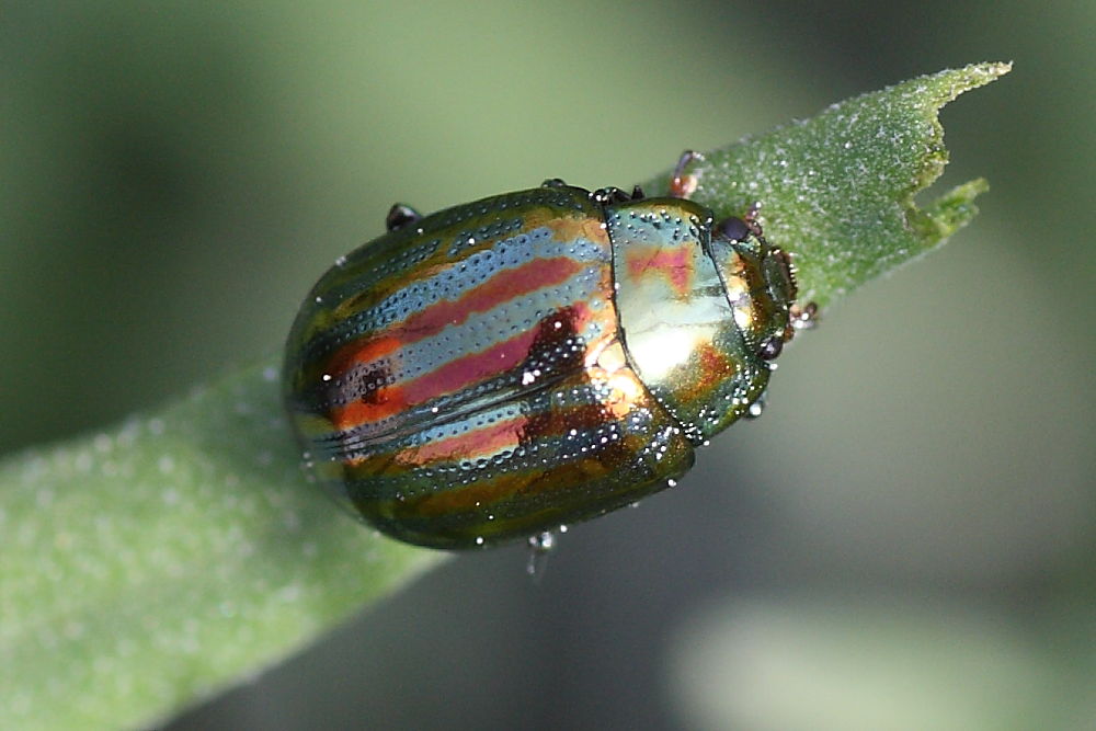 Chrysolina americana