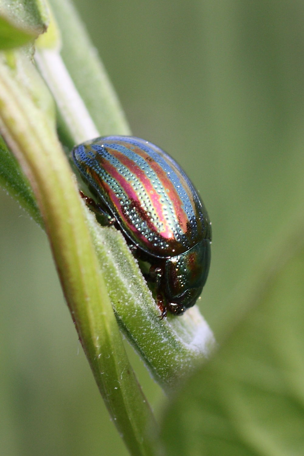 Chrysolina americana