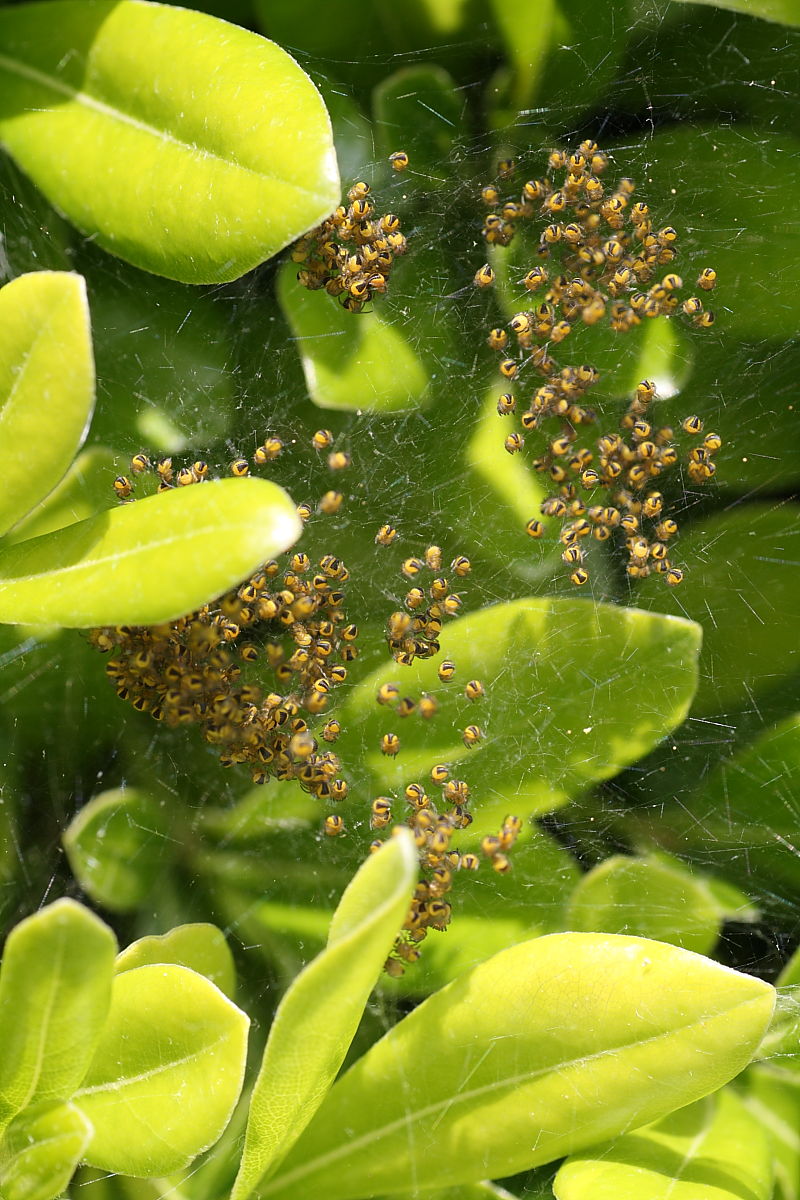 Araneus sp.