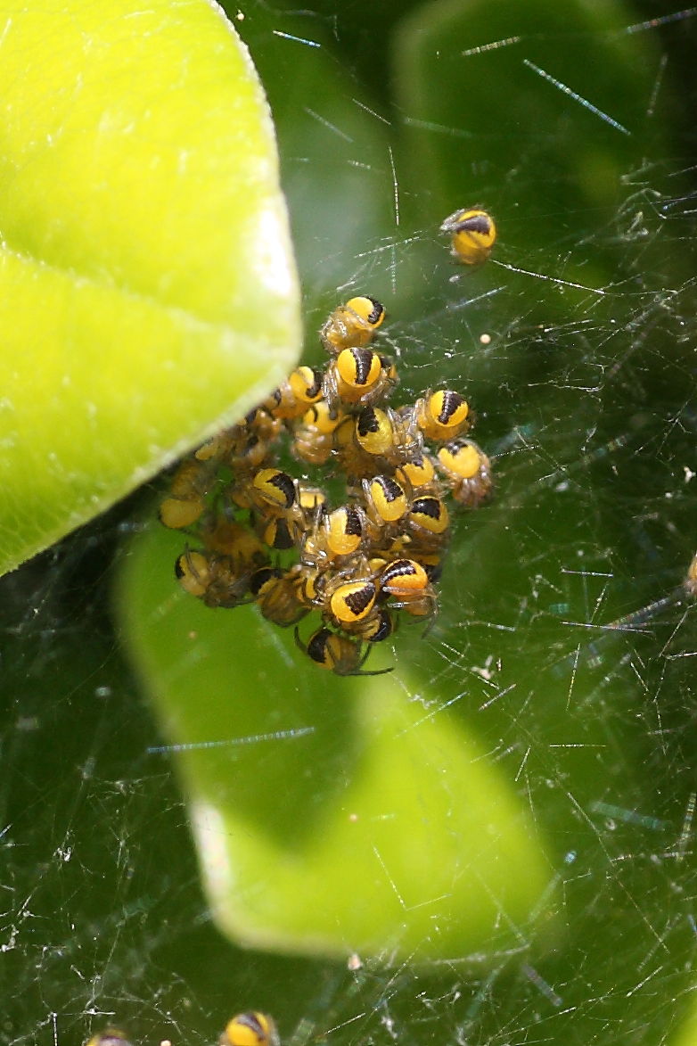 Araneus sp.