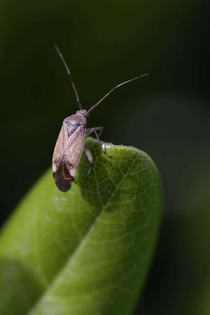 Miridae: Closterotomus cfr. annulus del monte Conero