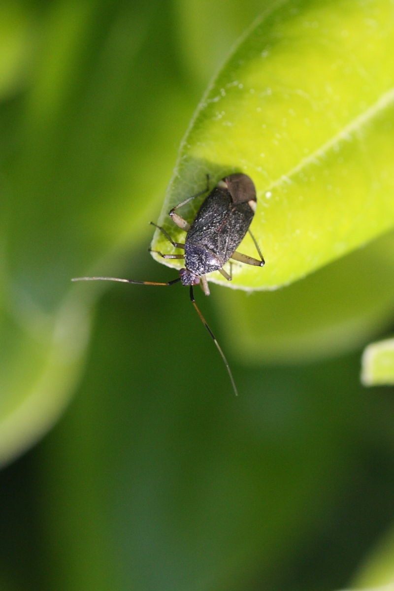 Miridae: Closterotomus cfr. annulus del monte Conero