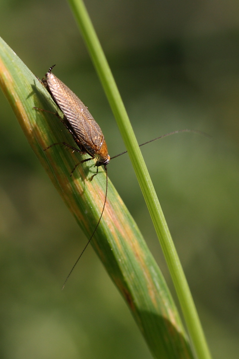 Ectobius sp. Maschio.