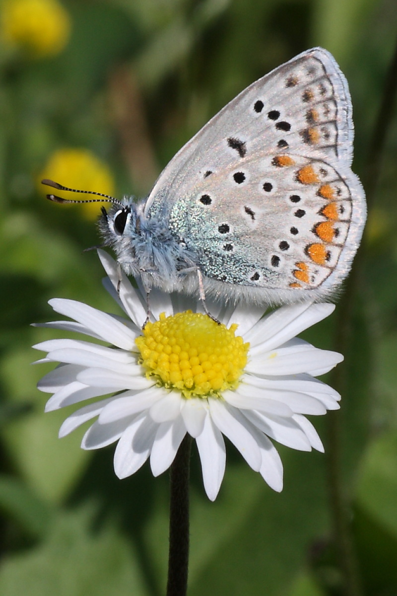 Da identificare - Polyommatus icarus