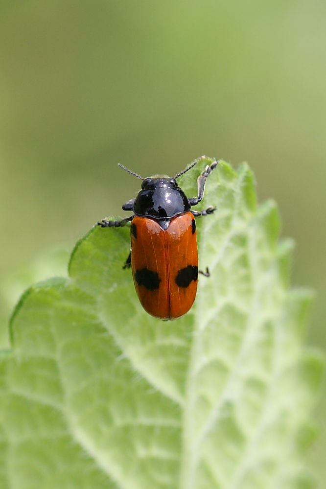 Clytra sp da identificare