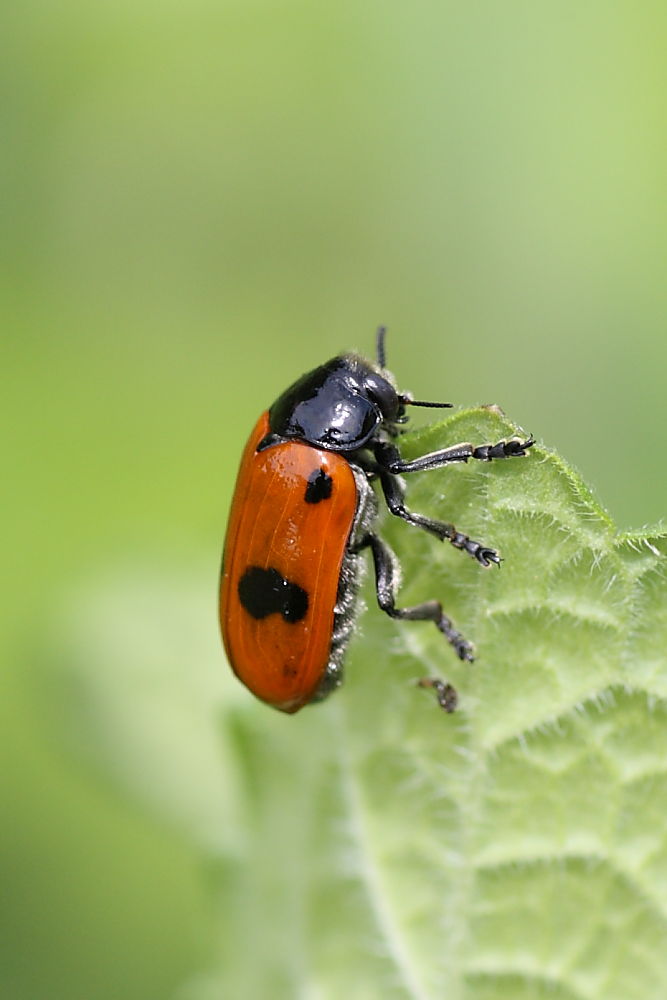 Clytra sp da identificare