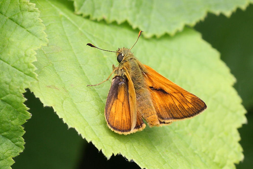 Ochlodes sylvanus o Hesperia comma? - O. sylvanus