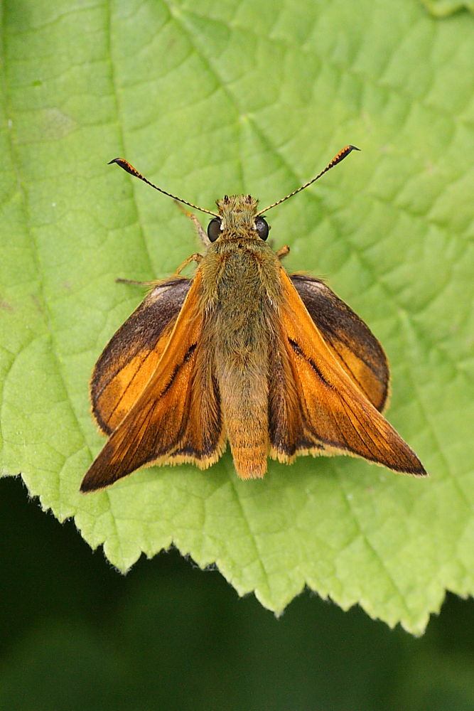 Ochlodes sylvanus o Hesperia comma? - O. sylvanus