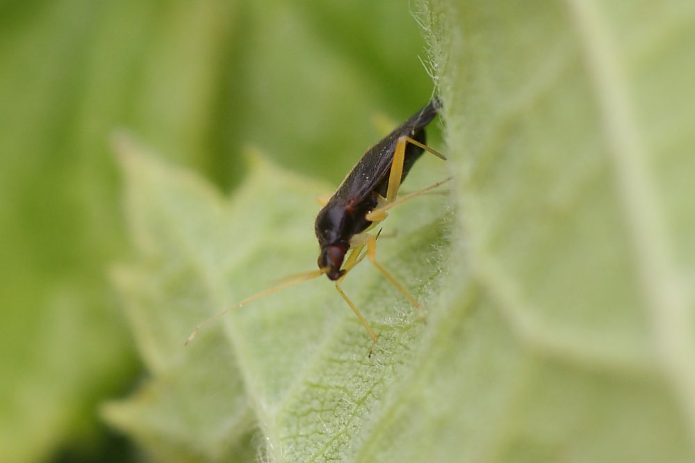 Miridae: Phylus coryli delle Marche, Agugliano (AN)