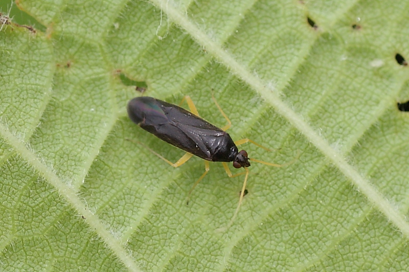 Miridae: Phylus coryli delle Marche, Agugliano (AN)