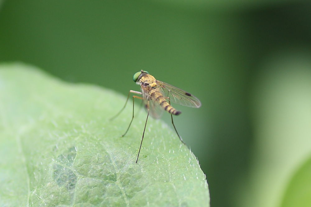 Chrysopilus sp.