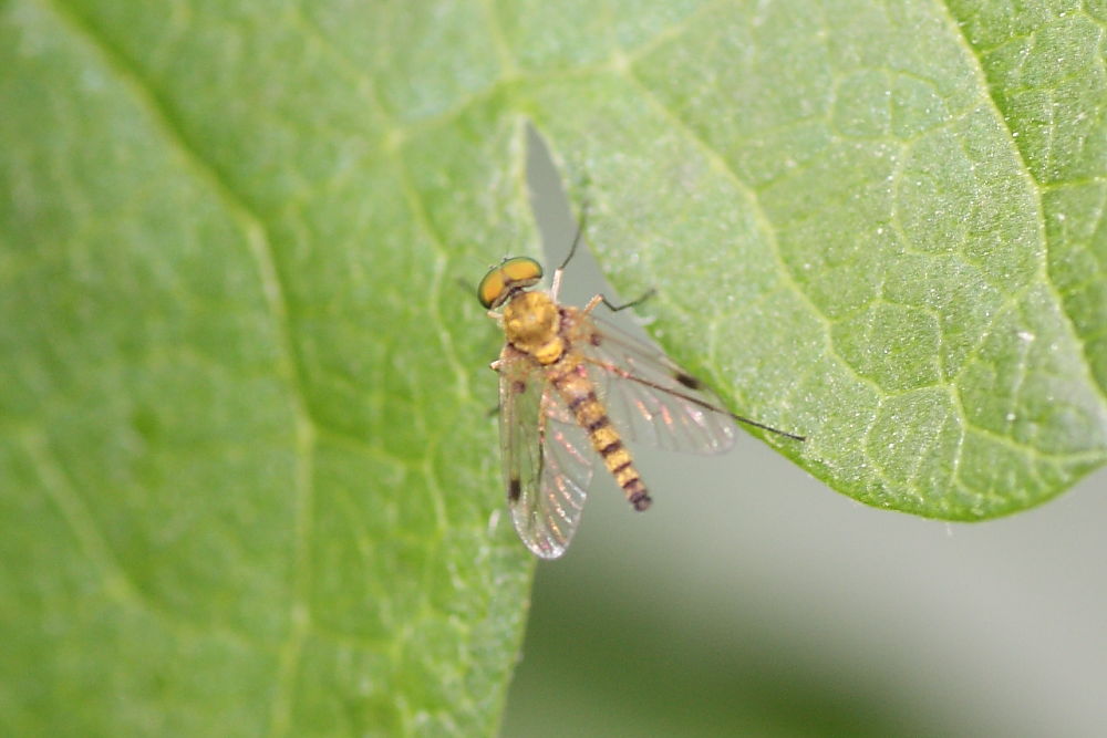 Chrysopilus sp.